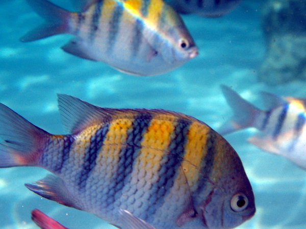 Quelle croisière propose des séminaires sur la faune marine des îles Galápagos avec des biologistes?