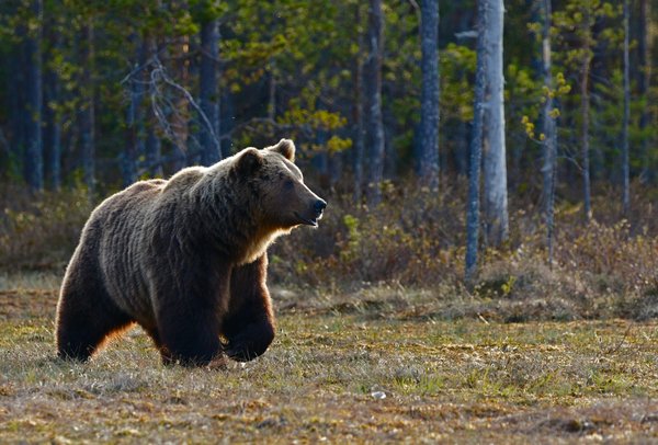 Où observer les ours bruns dans leur habitat naturel en Alaska?